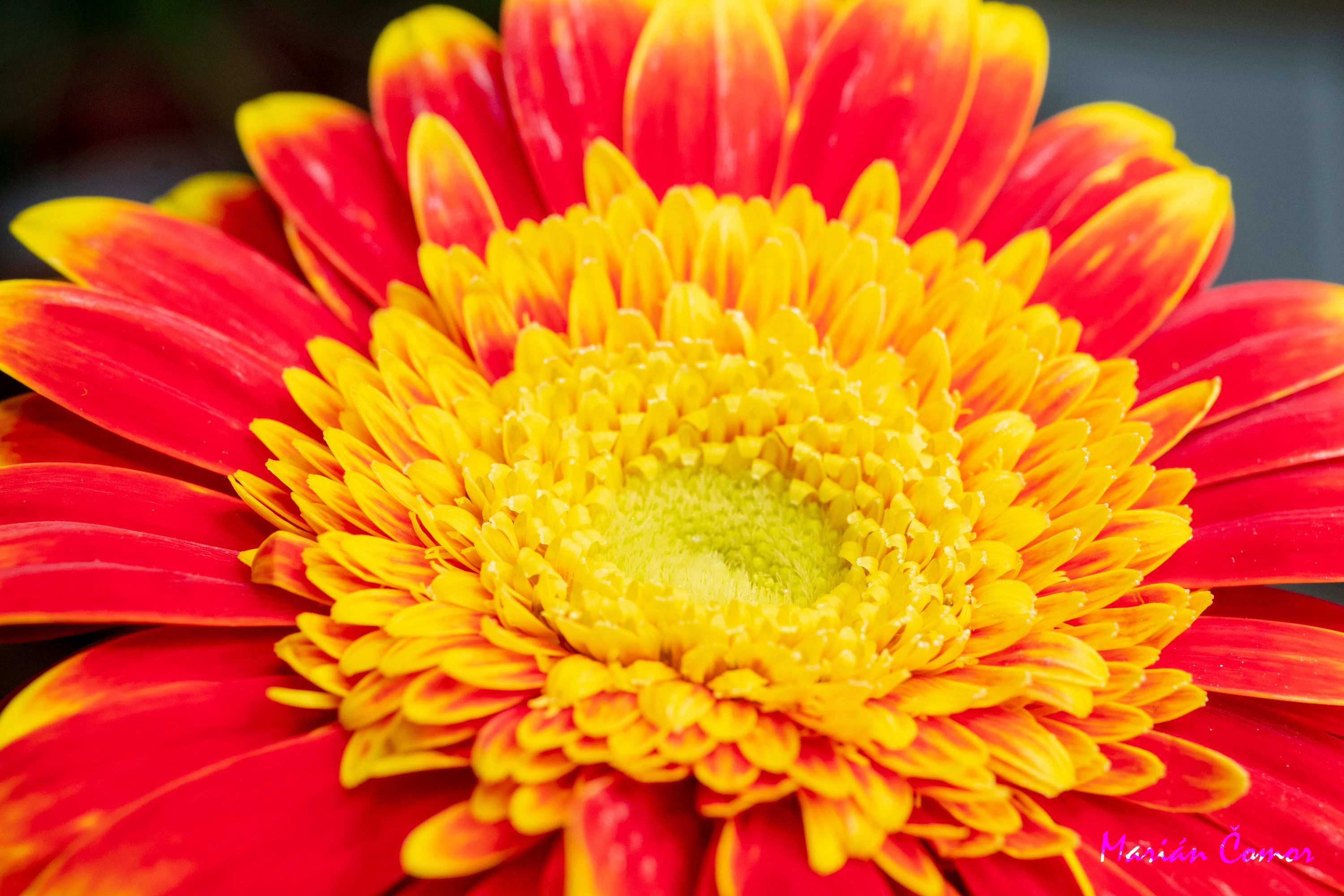 Gerbera 5